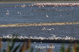 Pellicano-Garzaia-Molentargius-1-5-2016_0303p2R-Gabbiani-Rosei-300x200