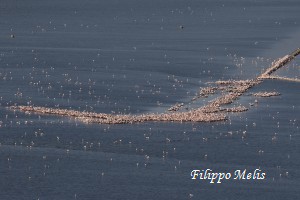 Fenicotteri-Molentargius-20-4-2016_0010c1R-300x200